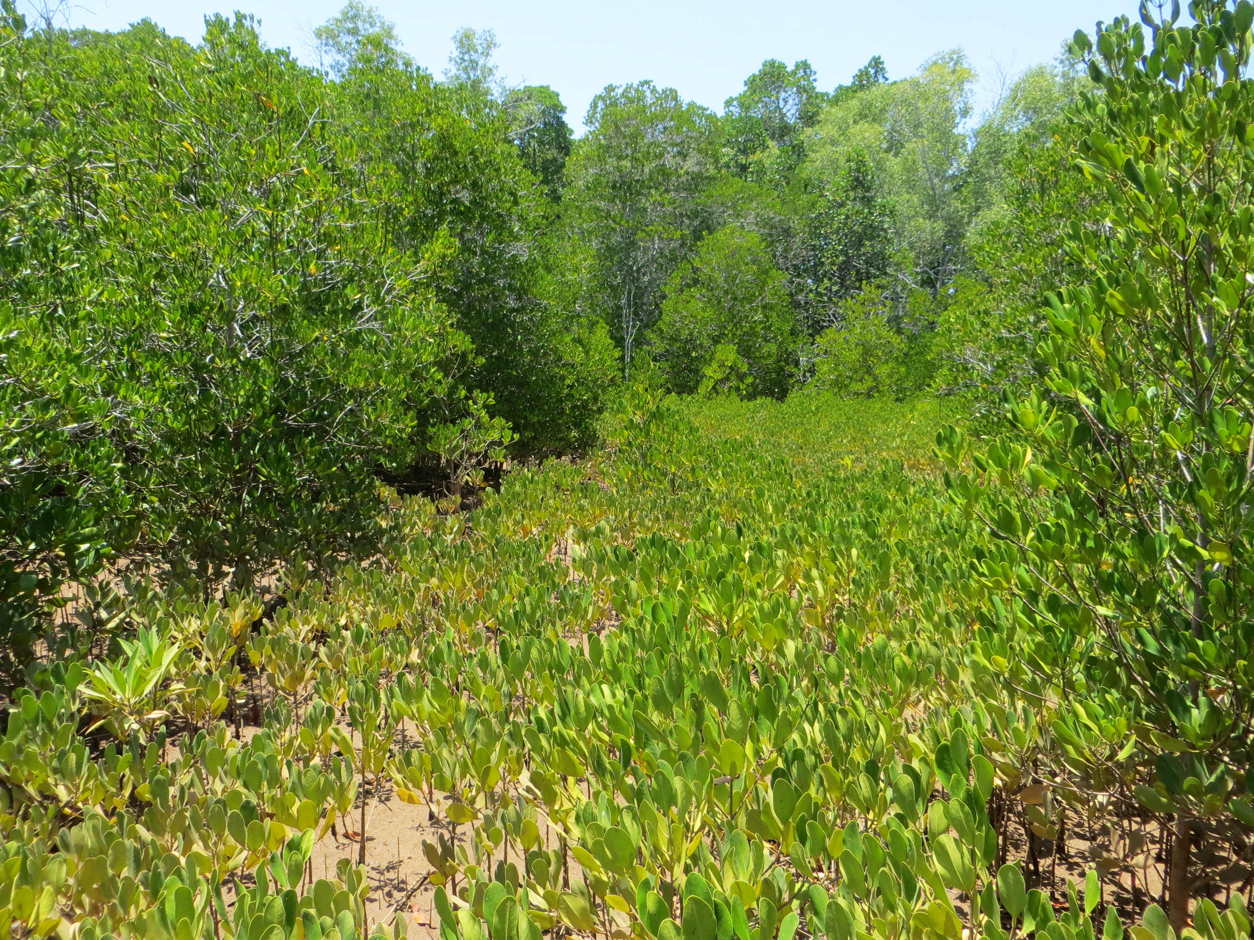 Site de restauration de mangroves